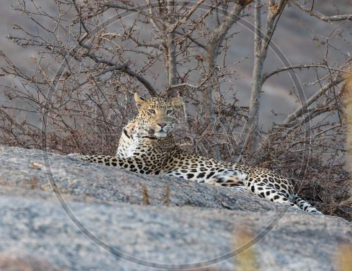 An adult Indian leopard siting gracefully on a rock and looking straight into the eyes