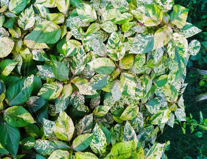 topview of Acalypha wilkesiana leafs as a background texture, java White copperleaf