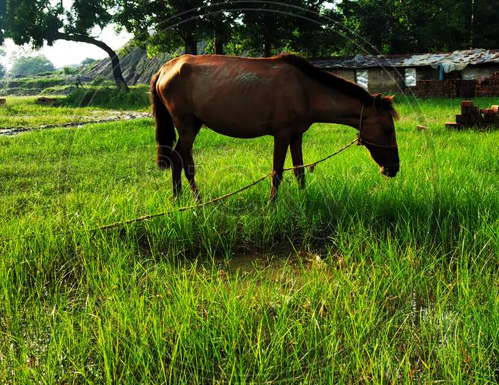This horse is red in color.  This grass is grazing. There are some houses in its background.  And trees are plants whose color is green.