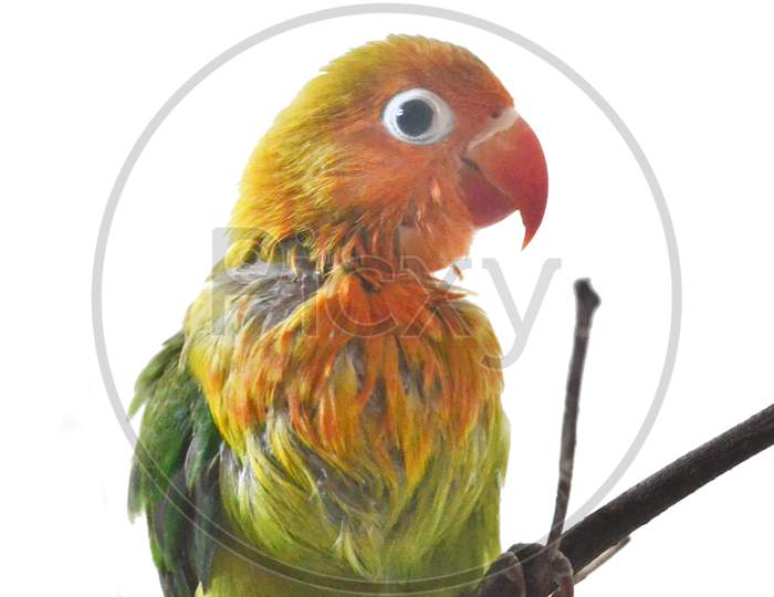 Side View Of A Lovebird Baby With Rarely Feathers