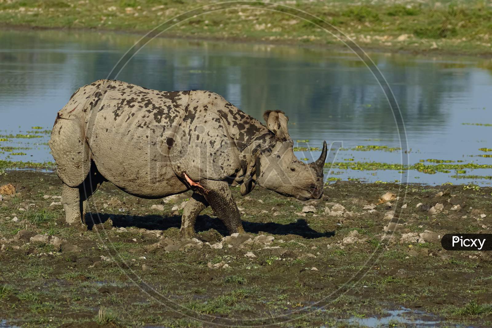 A single horn rhino grazing grass in the wet lands