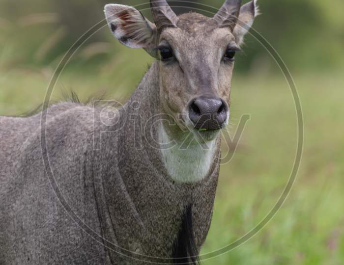 Portrait of a young nilgai also known as blue bull