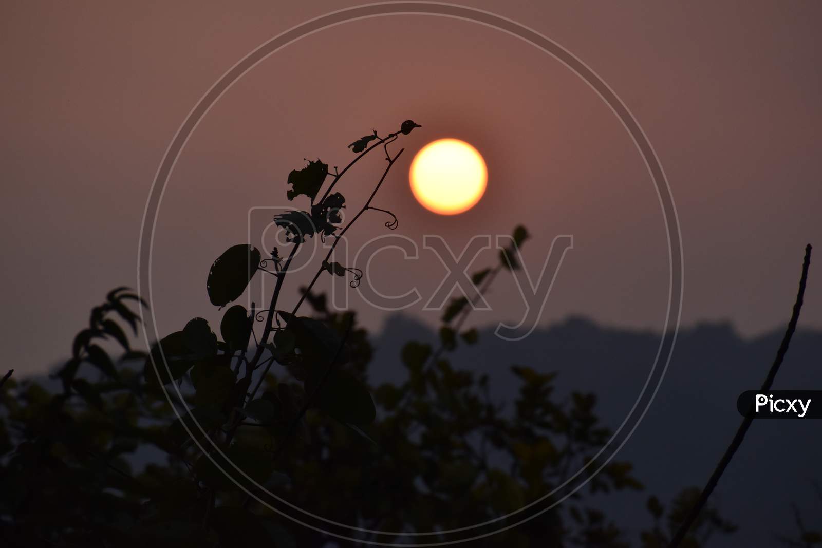 Beautiful Picture Of Wild Plant And Sunset Background In Uttarakhand