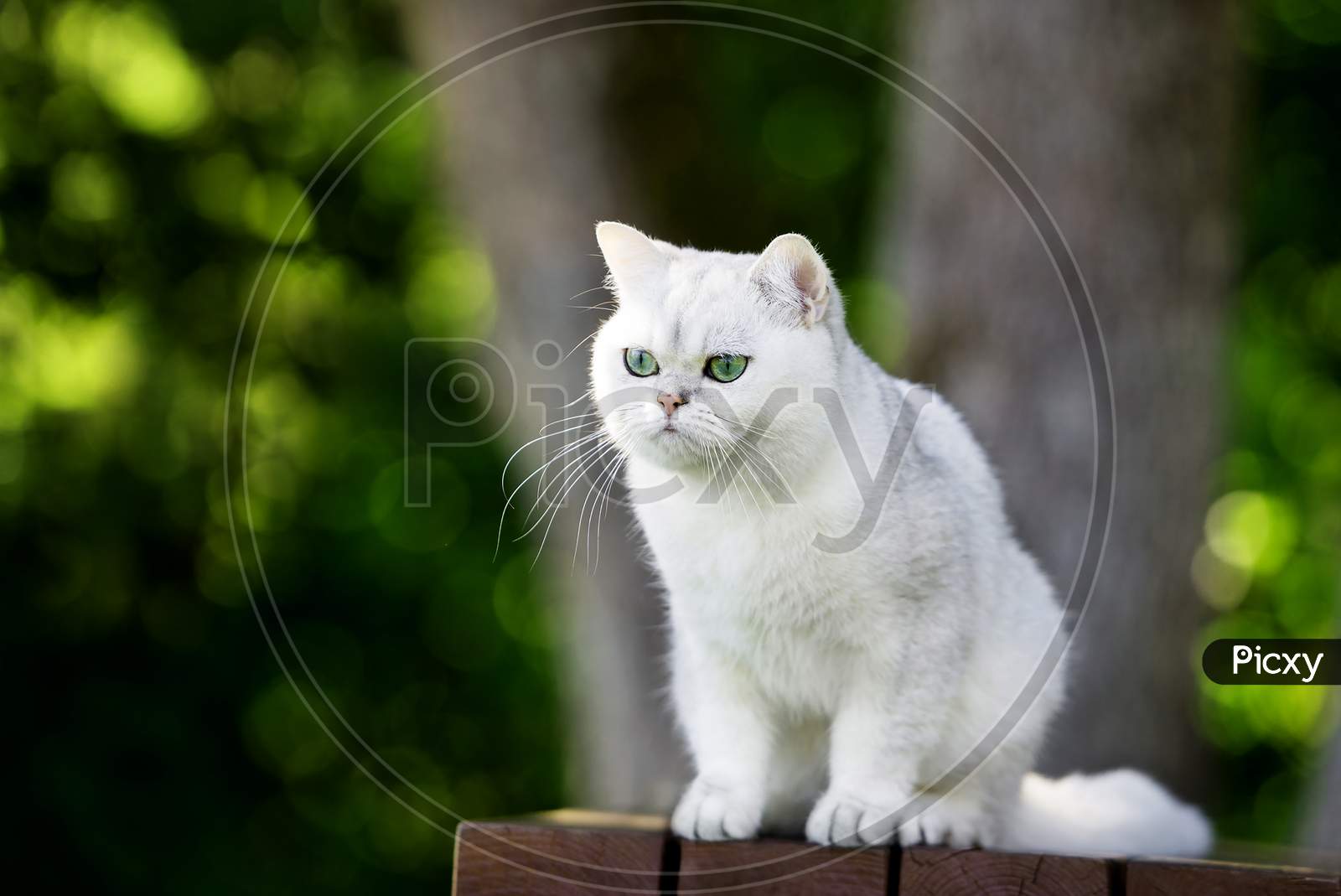 British Shorthair Cat Outdoors