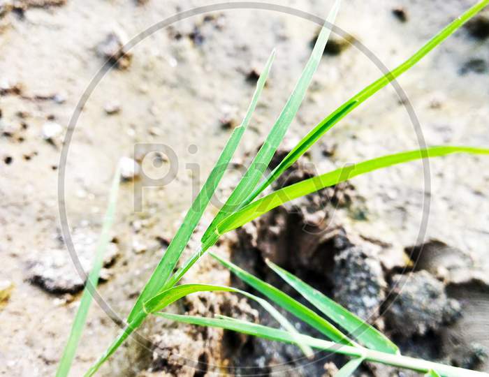 This is grass.  Its color is green.  After this there are soil in the ground, very beautiful netural grass .