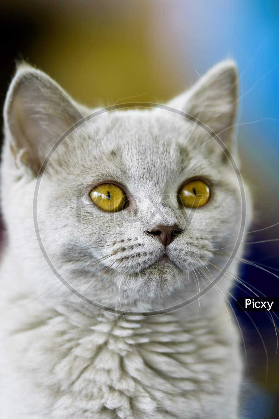 Young British Shorthair Cat