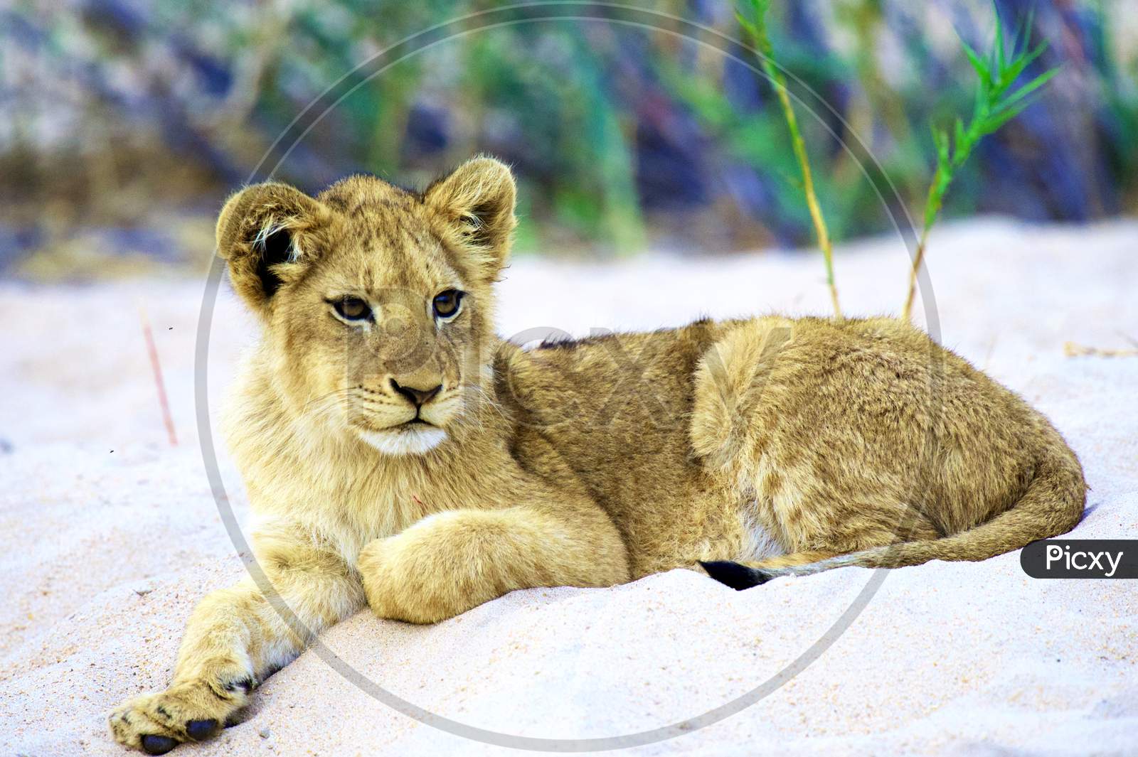 South African Lion Series #9 Regal Cub Frontal Shot