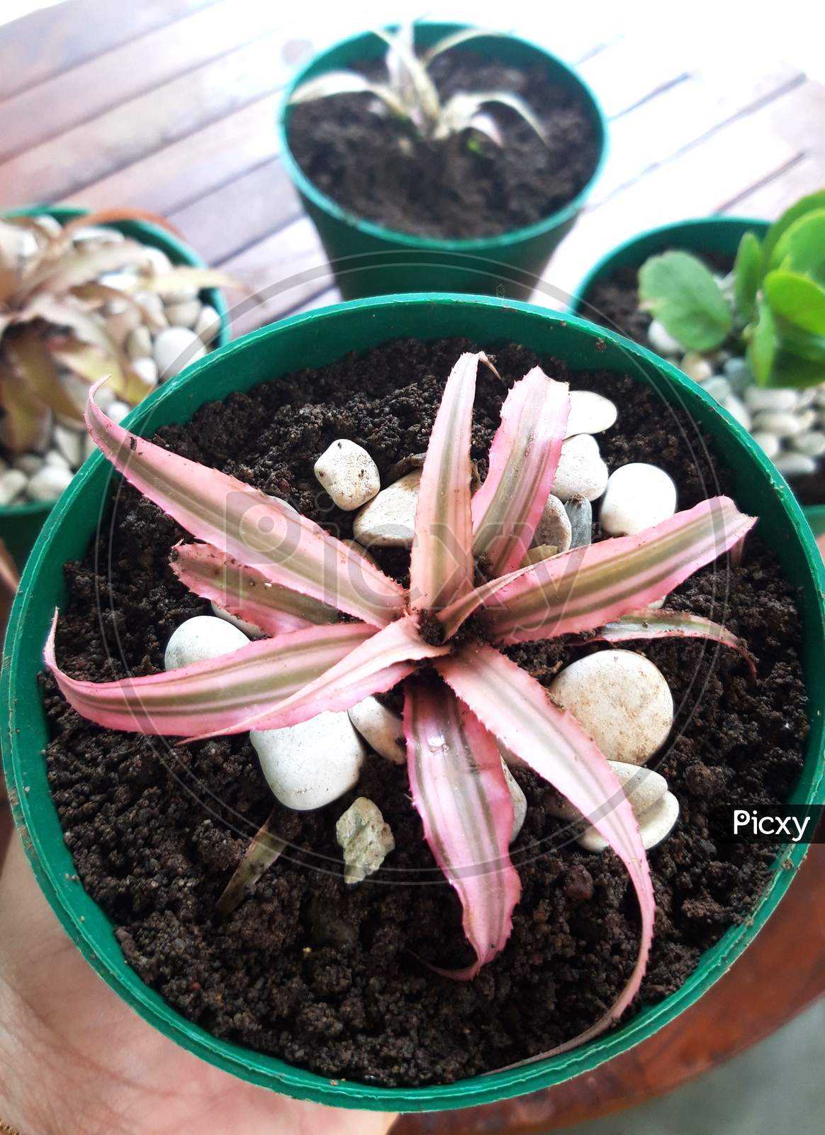Exotic Cryptanthus Plants In Small Green Pot With Soil Media
