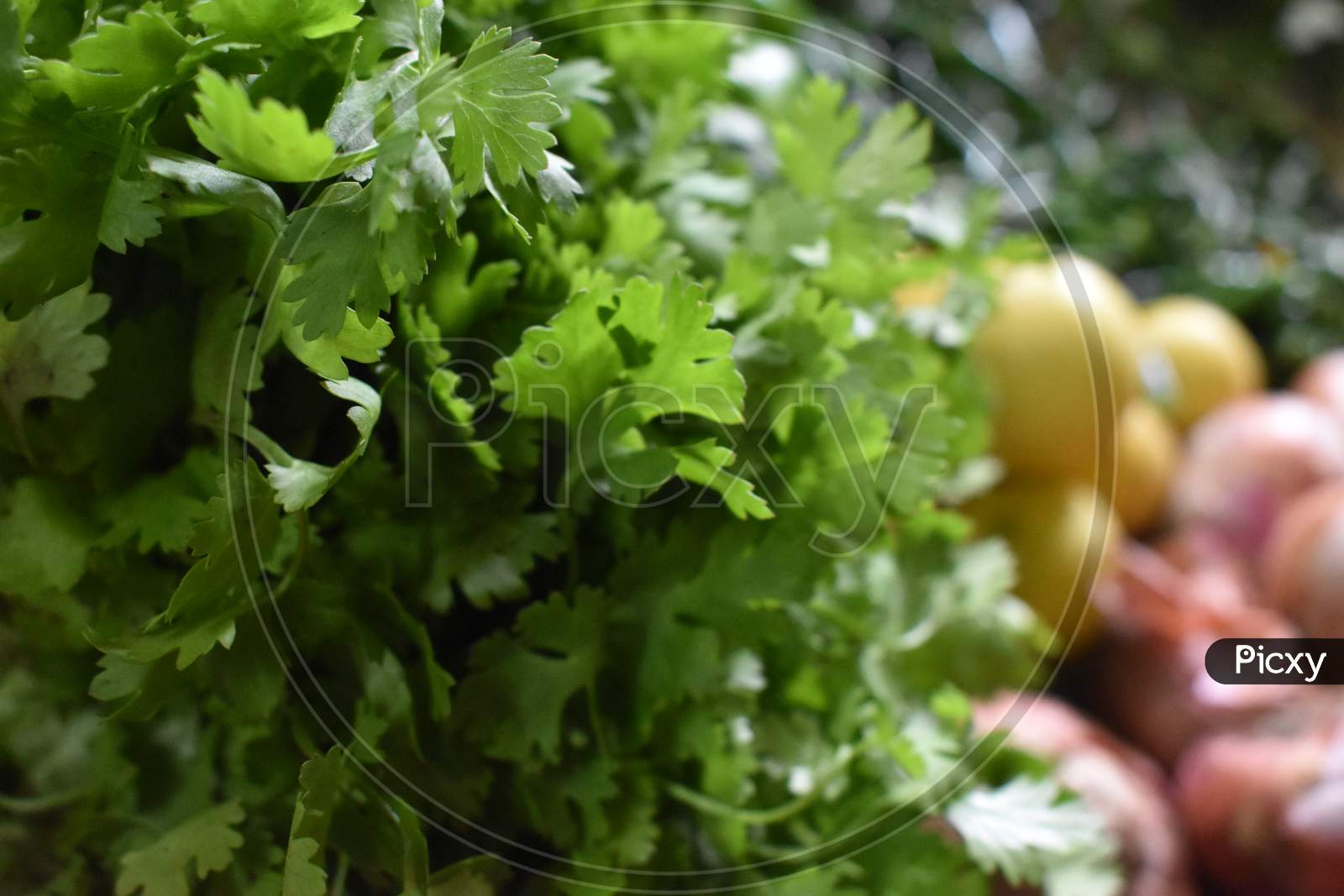 Selective focus shot of Fresh Coriander leaves. Health benefits of coriander. Coriander is loaded with antioxidants.