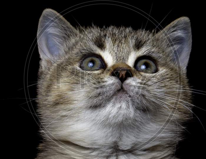 Close-Up British Kitty