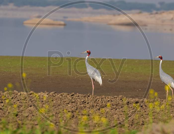 A pair of beautiful Sarus Cranes standing