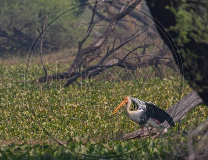 A painted stork  also known as mycteria leucocephala siting with its wings open