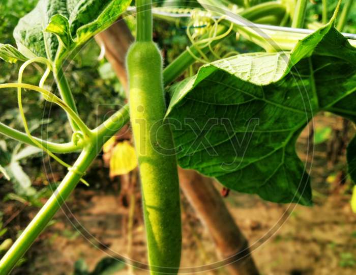 This is Pumpkin.  Its color is green.  And he has twigs whose color is green.  The Odia farm has a view in its background.