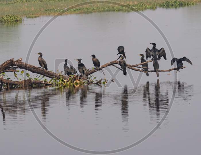 A group of oriental darter birds also called Indian darter siting in a tree branch over water