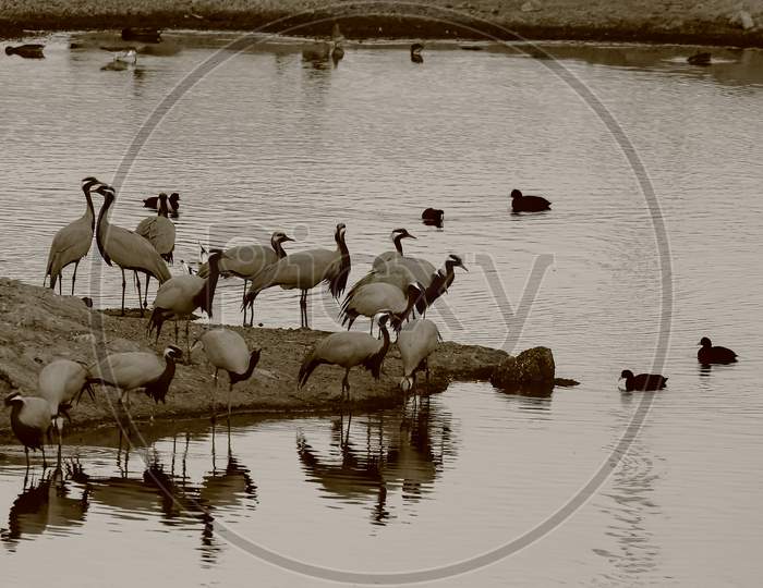 A flock of demoiselle cranes drinking water