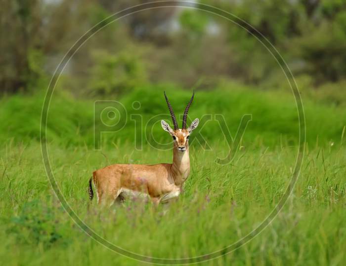 Image  of an Indian gazelle antelope also called Chinkara