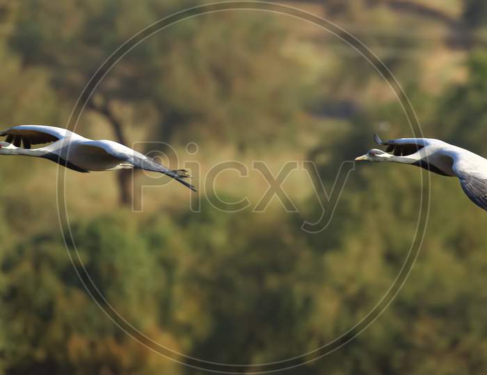 Demoiselle cranes also known as grus virgo  flying
