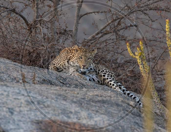 An adult Indian leopard siting gracefully on a rock and looking straight into the eyes