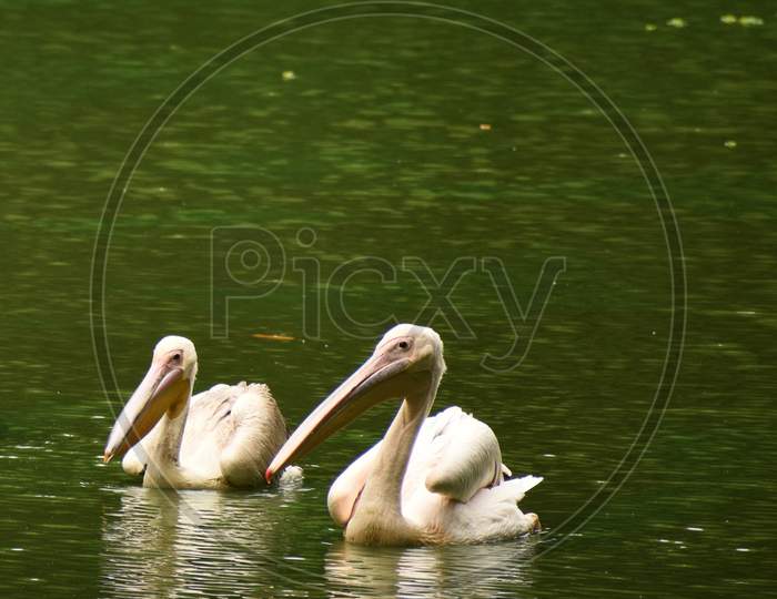 Two Beautiful Geese And Storks Are Swimming On The Water of A Lake