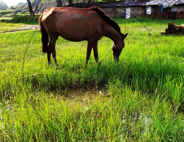 This horse is red in color.  This grass is grazing. There are some houses in its background.  And trees are plants whose color is green.