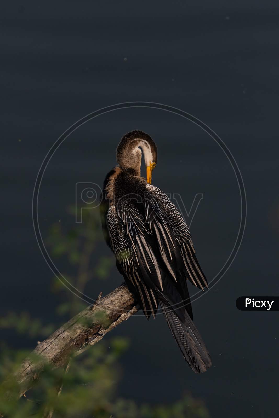 An oriental darter also called Indian darter siting in a tree branch