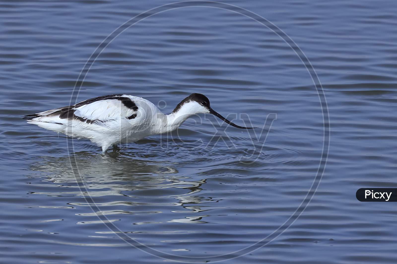 A pied avocet drinking water