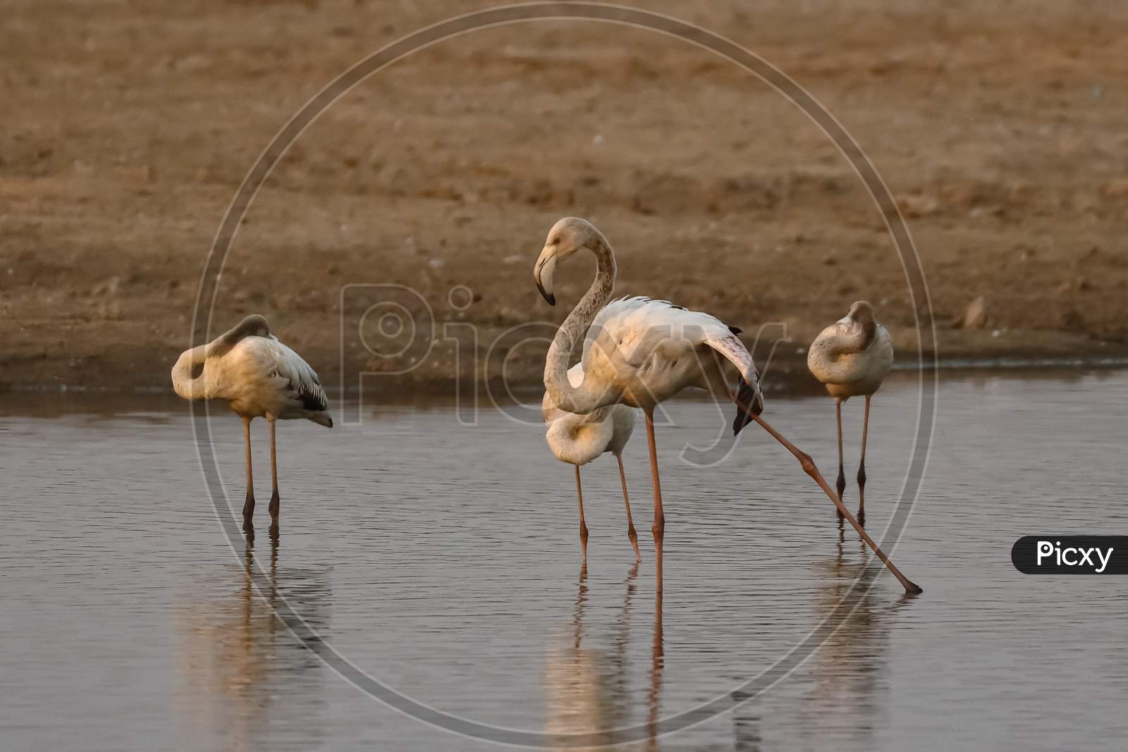 A greater flamingo displaying and practicing its dancing skills
