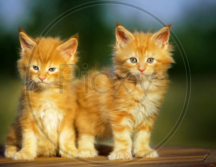 Two Red Kittens Outdoors