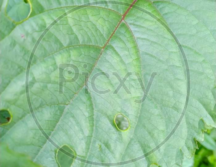Potrait photography of green leaf