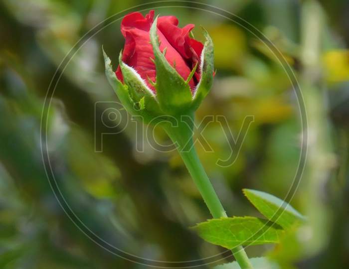 Bud of red rose.