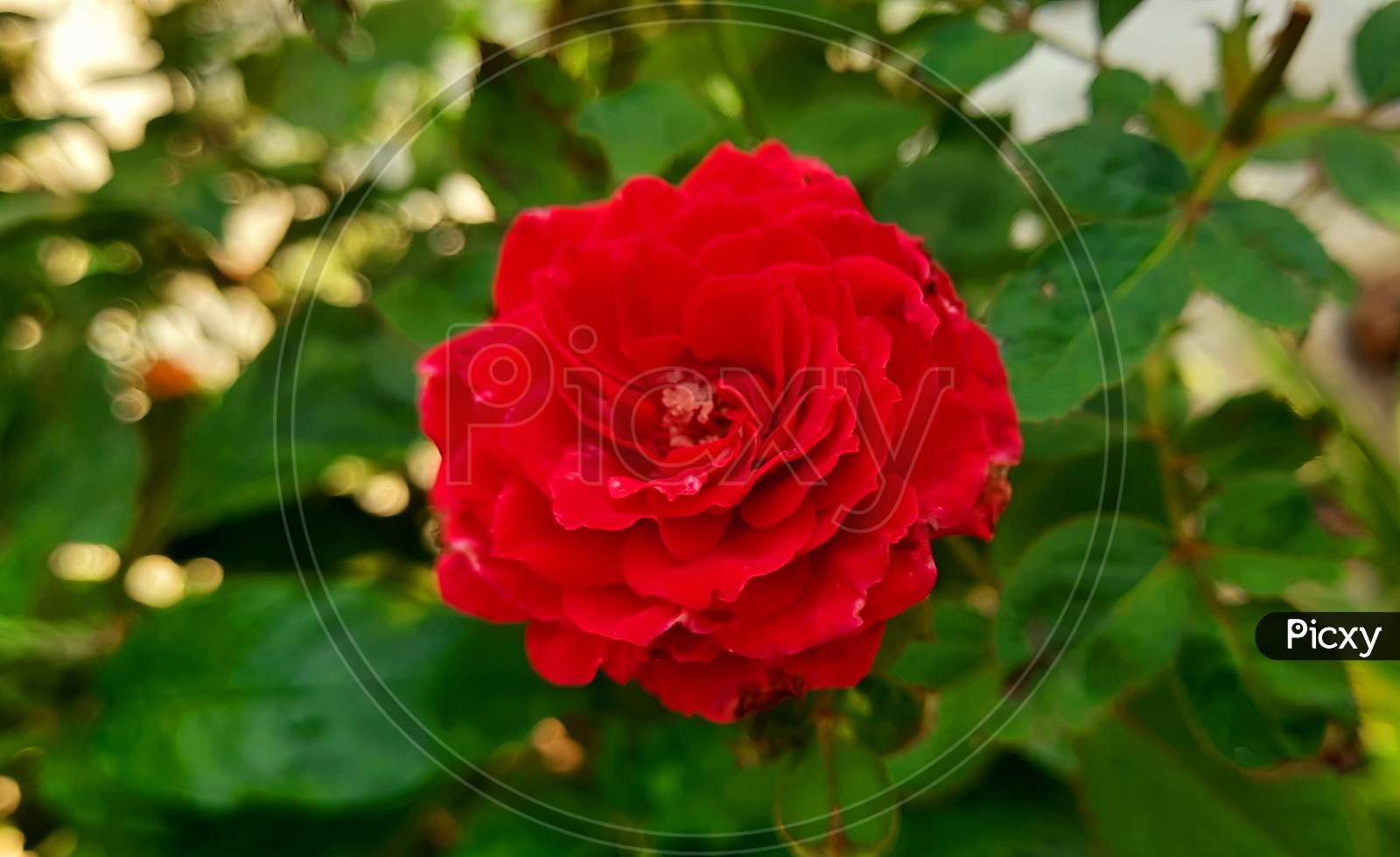 red rose flowers on water drops