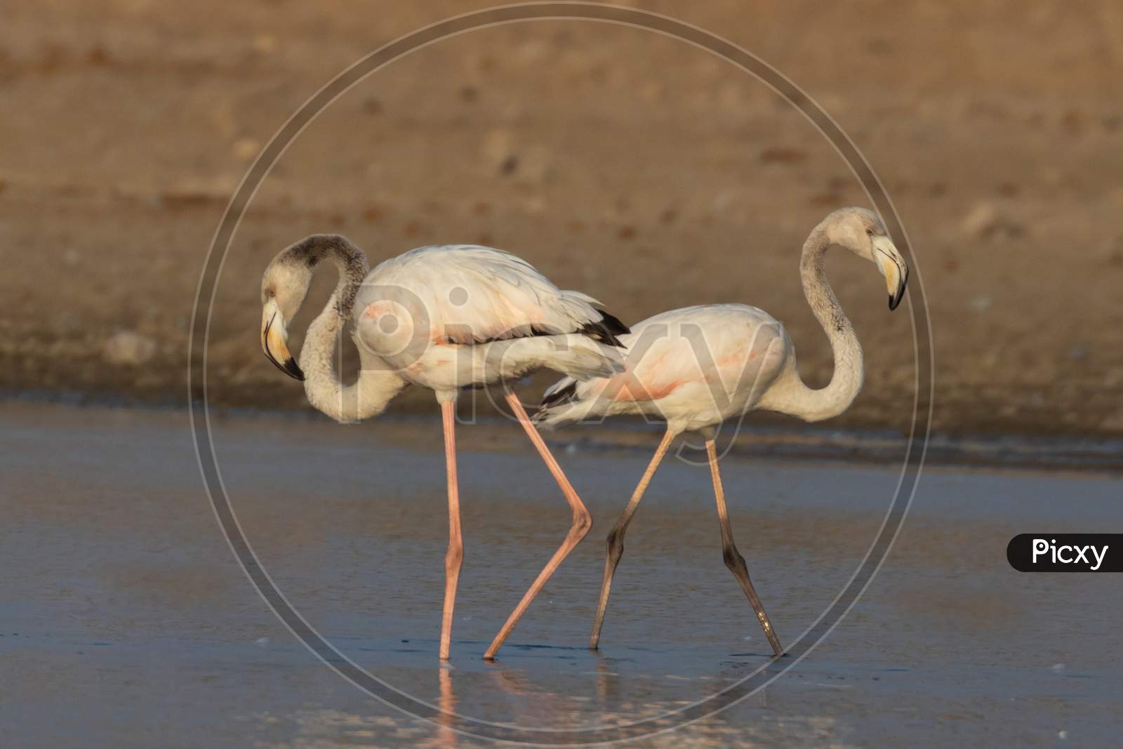 Two greater flamingos walking in water in opposite directions