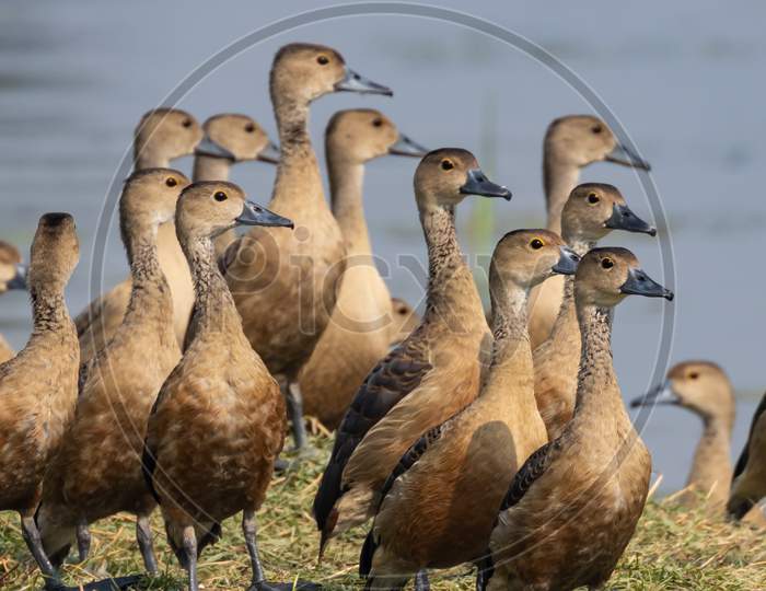 A flock of wandering whistling ducks