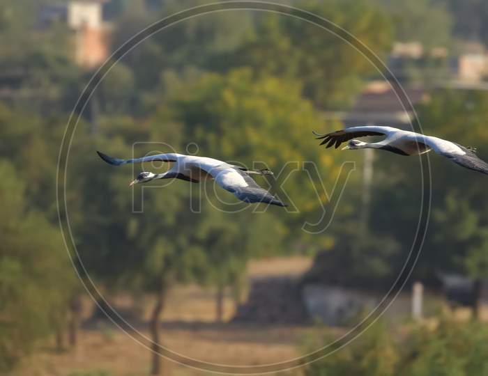 Demoiselle cranes also known as grus virgo  flying