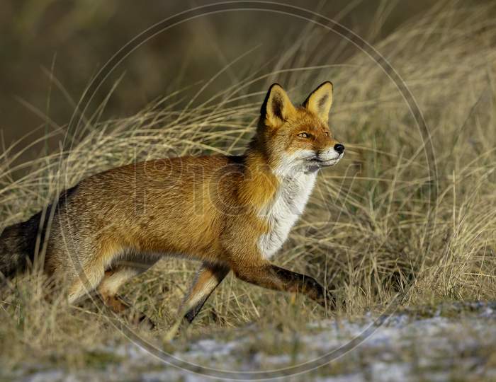 Trotting Red Fox