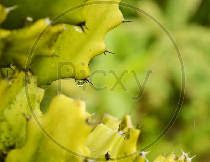 A Droplet Of Water on A Cactus