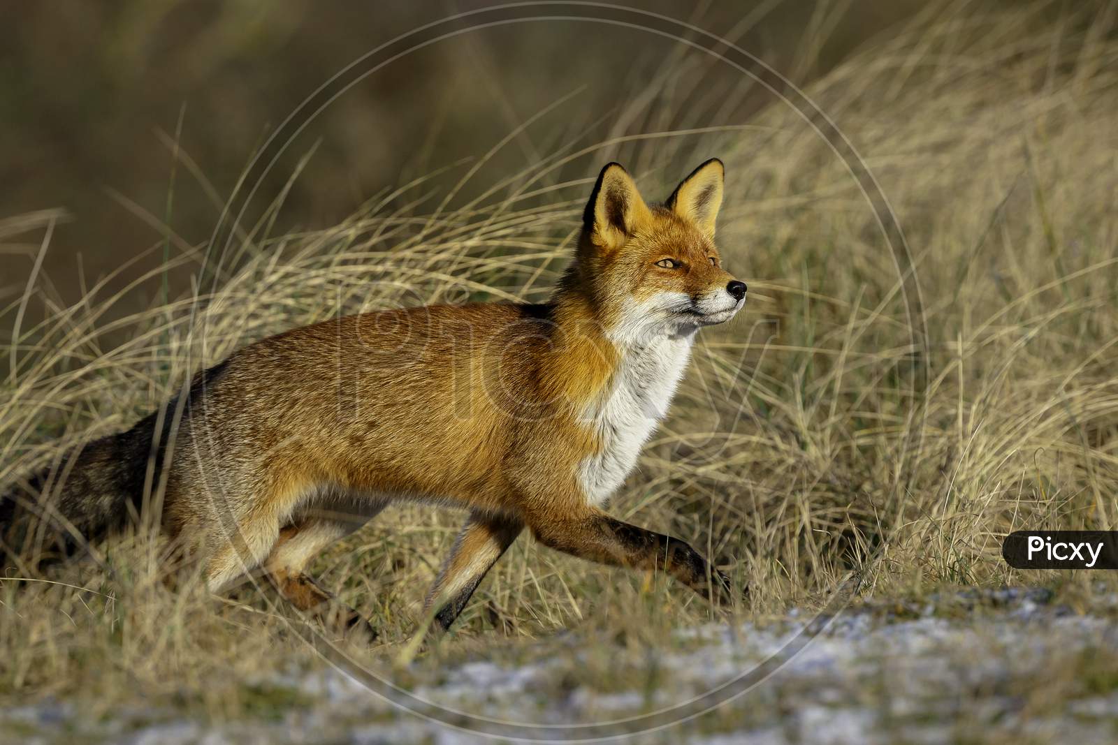 Trotting Red Fox