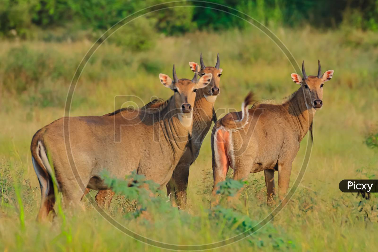 Family of nilgai also known as blue bull