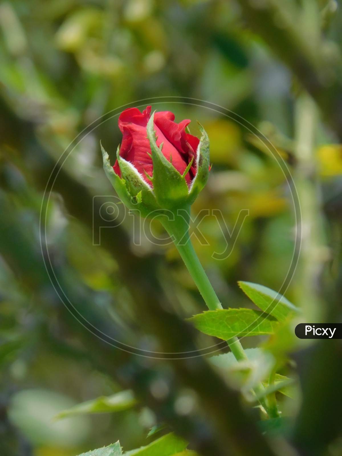 Bud of red rose.
