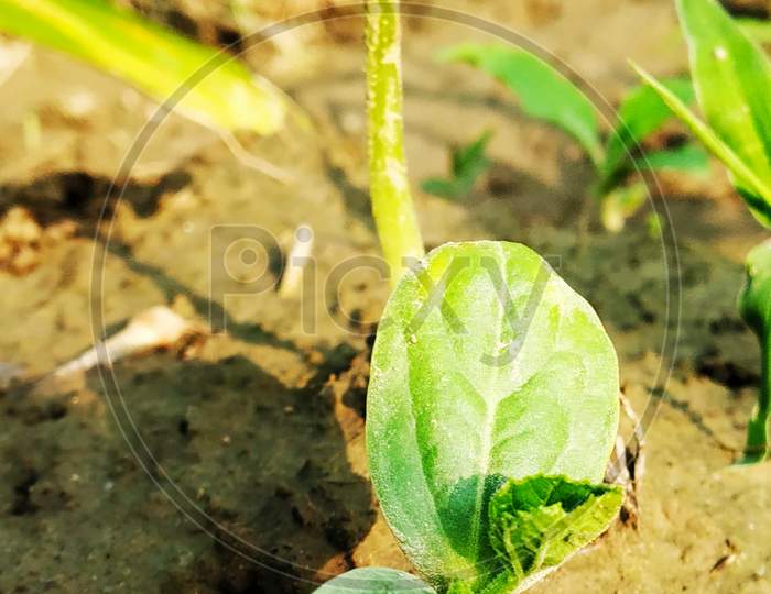 It is a natural vegetable plant.  Its color is green.  It is a gourd plant.  There is soil in its background.  Some villages