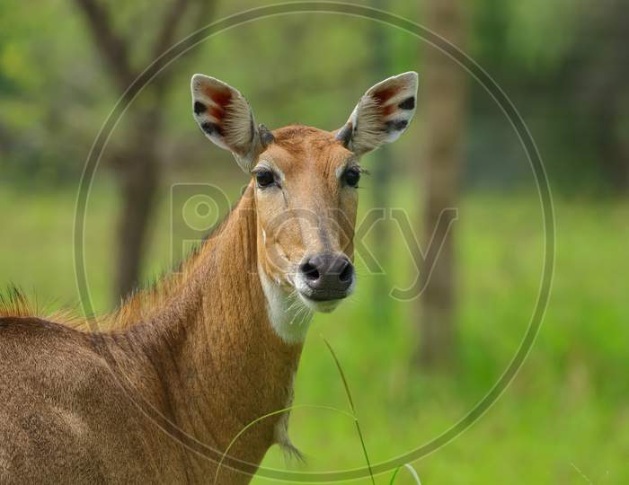 Portrait of a young nilgai also known as blue bull