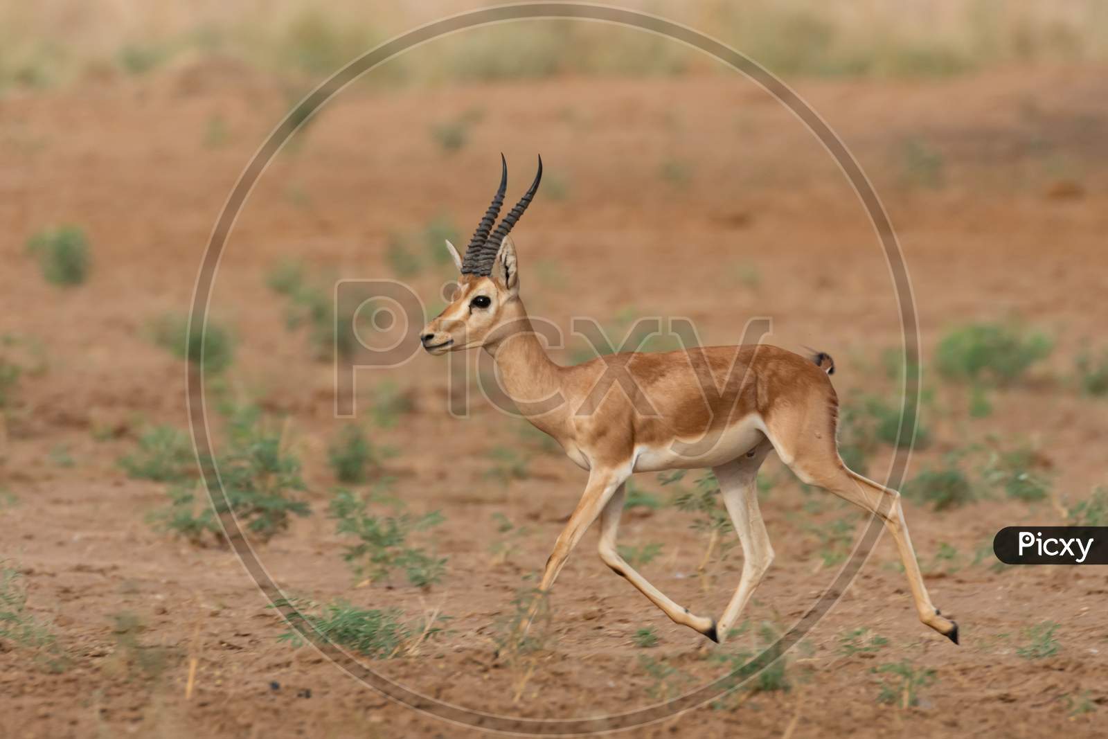 a lone antelope deer, Indian gazelle also known as chinkara
