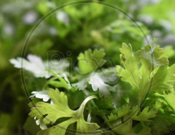 Selective focus shot of Fresh Coriander leaves, Cabbage, Lemon and Onion. Health benefits of Vegetable. Coriander is loaded with antioxidants.