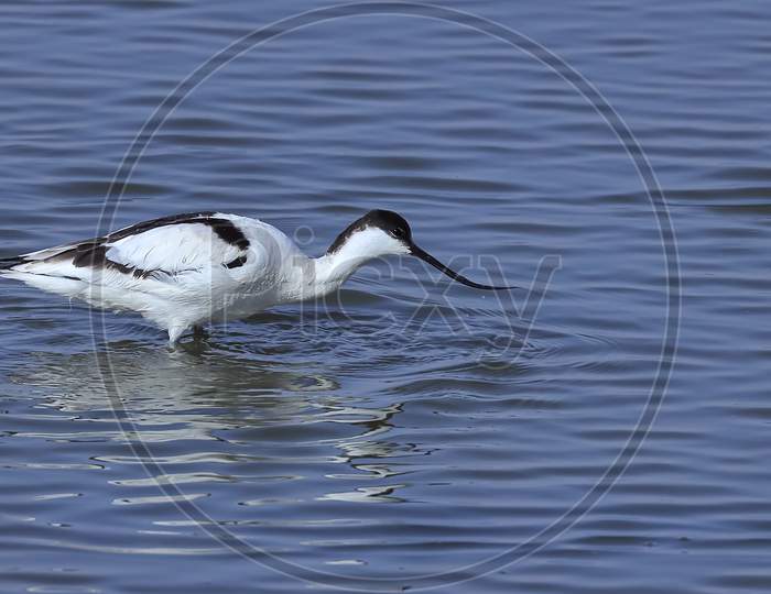 A pied avocet drinking water