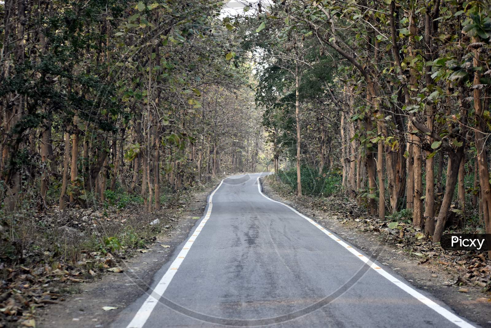 Beautiful Picture Of Jungle Road In Uttarakhand India