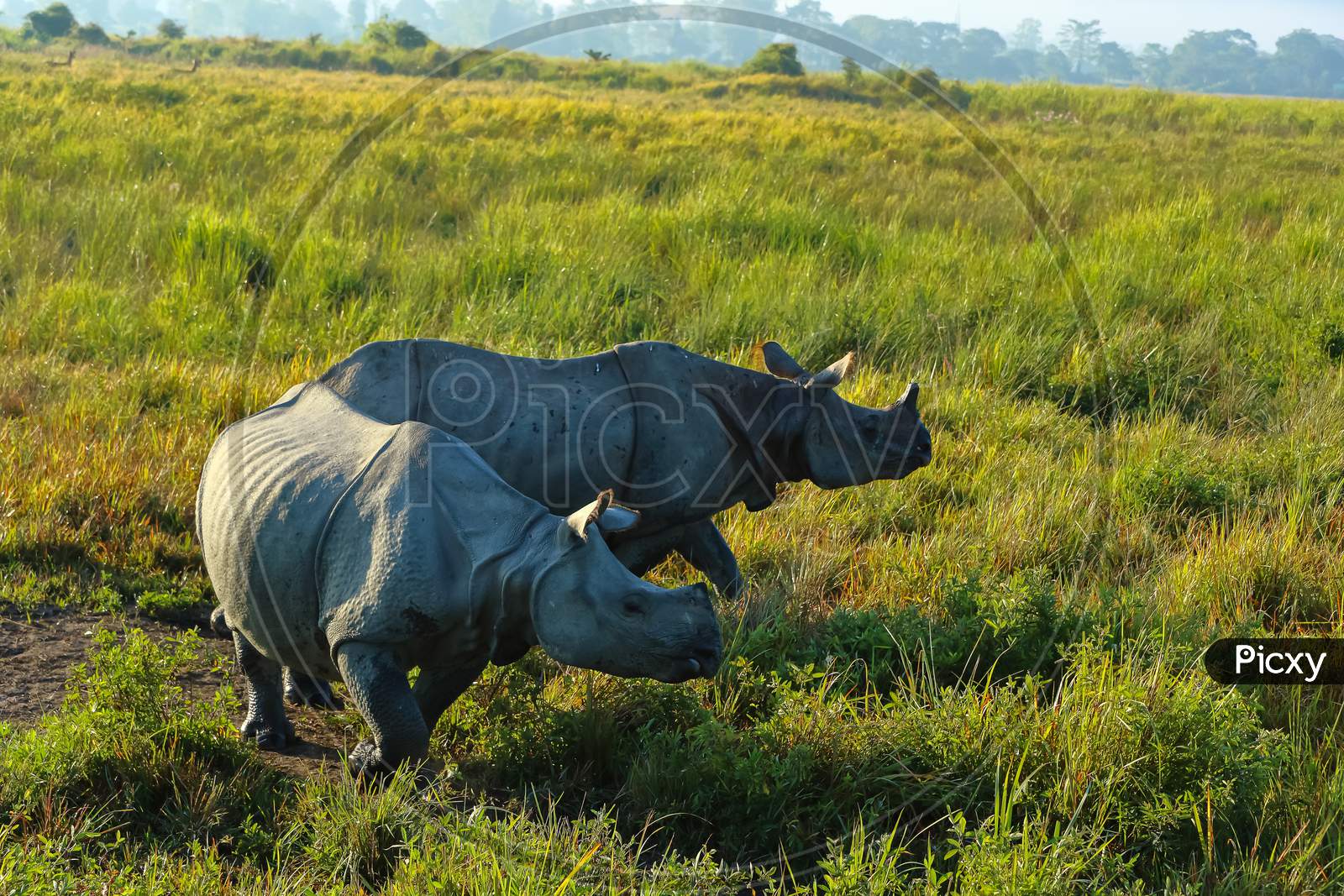 A side standing image of two singled horned rhinos standing and grazing amidst tall grass