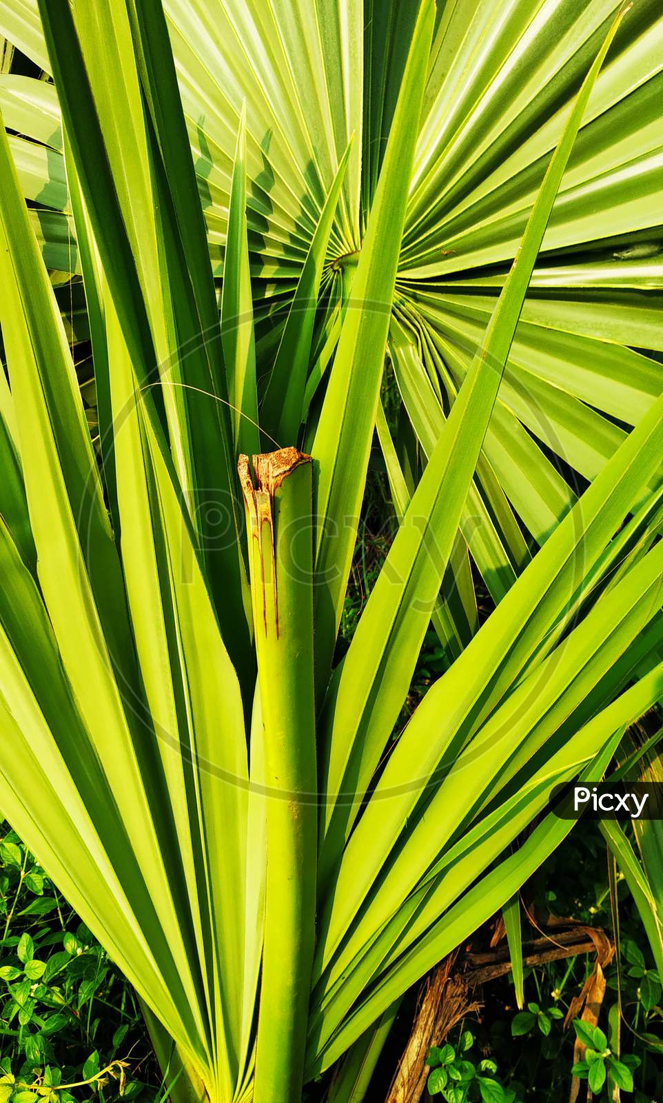 There is a palm tree plant here, its color is green.  It looks very beautiful.  This is a natural plant