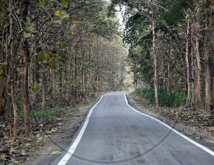 Beautiful Picture Of Clean Road And Jungle