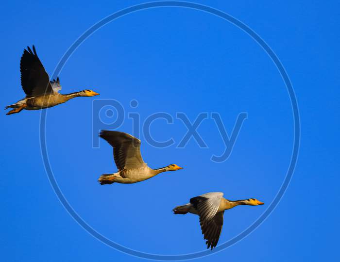 Three bar headed goose flying in a symmetry