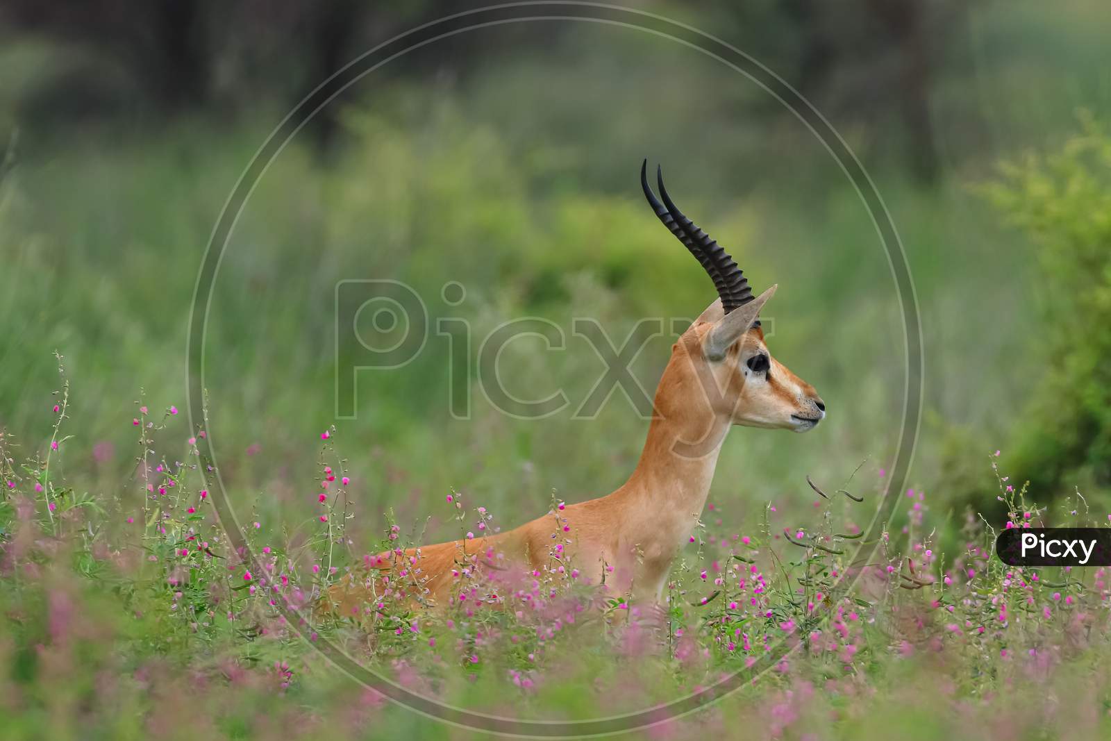 A side portrait of an Indian gazelle antelope also called Chinkara